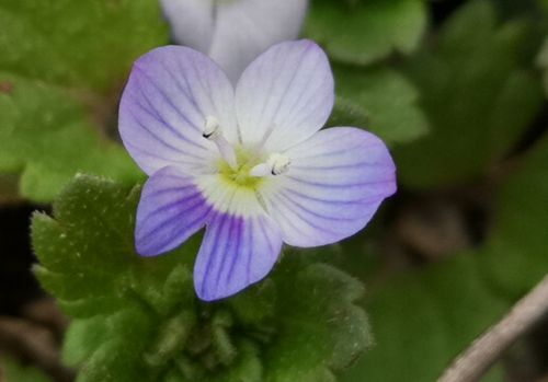 �������̥Υե���