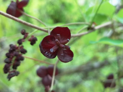 �����Ӥ�