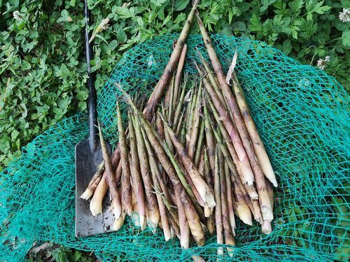 ������������Τ�ޤ�