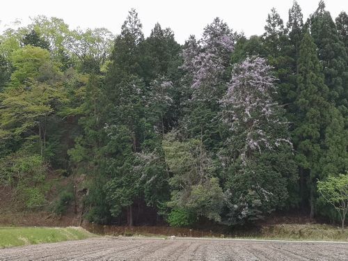 �󤯤���į��Ƥ����Ǥ�