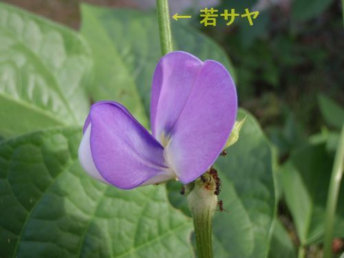 �֤β��˴��˼㥵�䤬����դ��Ƥ��ޤ���