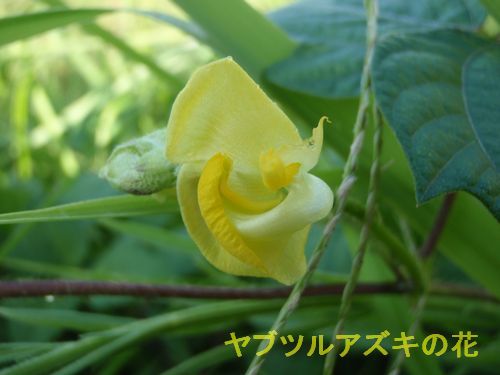 ?����֥ĥ륢�����β�