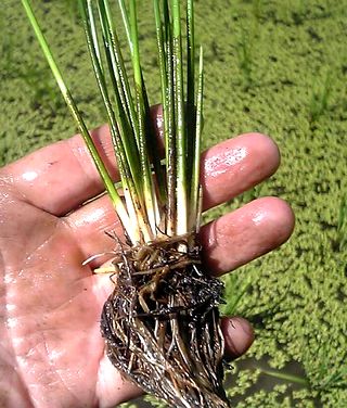 �������磻�γ�