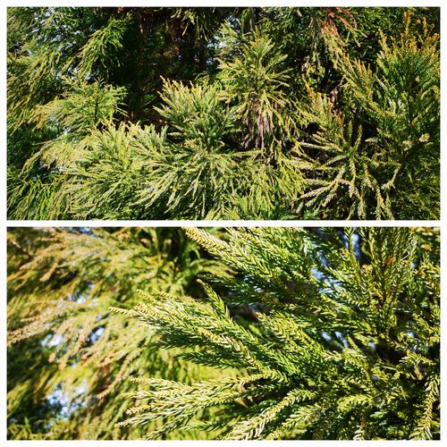 ͺ�֤ο������˾��ʤ��Ǥ�