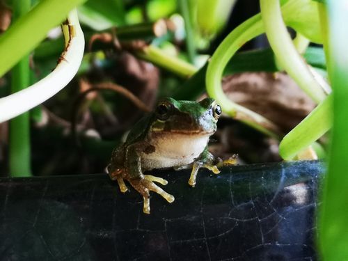 ÍâÆü¸«¤¿¤È¤¤Ïµ¤¤ËÆþ¤Ã¤¿ÍͻҤǤ·¤¿