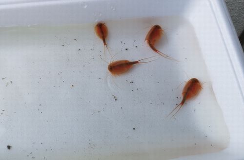 ¸«»öÕÛ²½¤·¤Æ¤¤Þ¤·¤¿