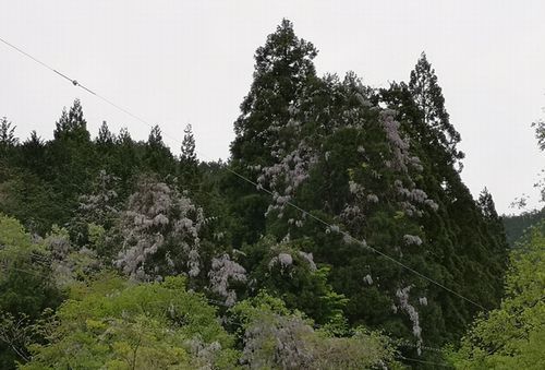 ƣ�����ʤ򻶤�Ф᤿�褦����