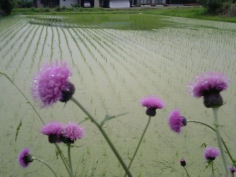 �����ߤ����䤸���Ĥ�ܤ��ͻҤ򸫼�äƤ��ޤ�