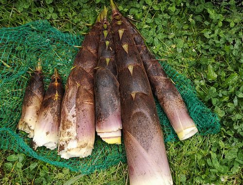 ¥¿¥±¥Î¥³¤Ï