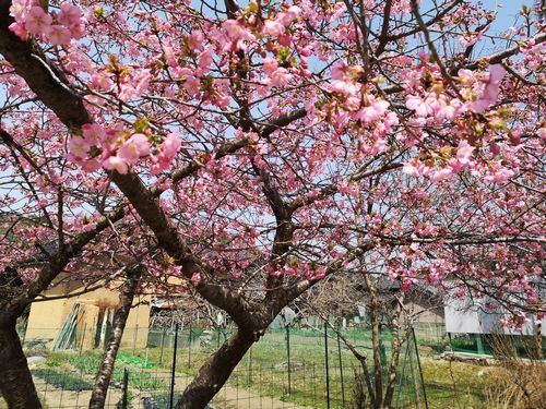 �����ǰ쵤�ˤۤ������Ǥ�