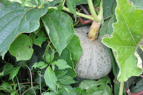 �ڼꥫ�ܥ�����礭���ʤäƤ��ޤ�