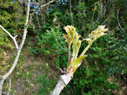 ����Υ᤬�μ�����ˤʤ�Ϥ�ޤ���