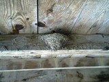 ���񤷤��ĥХ�