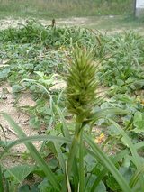 コウボウムギ