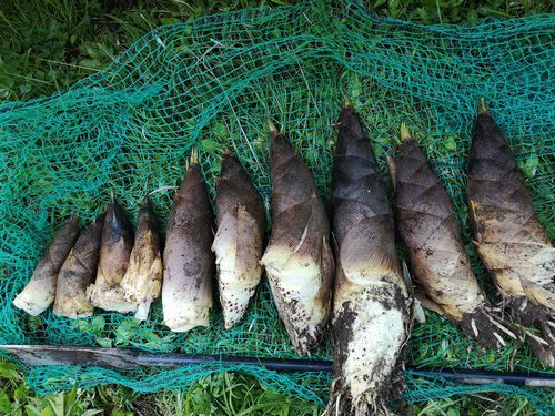 �羮��碌�ƣ�����