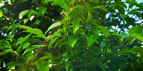 Í®»Ò¤â¿ÝµÌ¤âÁ´¤¯¼Â¤ò¤Ä¤±¤Æ¤¤¤Þ¤»¤ó