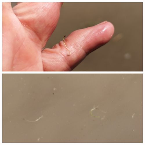 ȯ²ê¤·¤¿¤Ð¤«¤ê¤Î¥³¥Ê¥®¤Ç¤¹