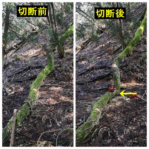 �̿������������ǡ��������Ǹ�