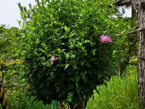 �����餭³���ޤ�