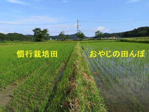 ���Ժ����Ĥ��洳���λ����ˤʤäƤ��ޤ�