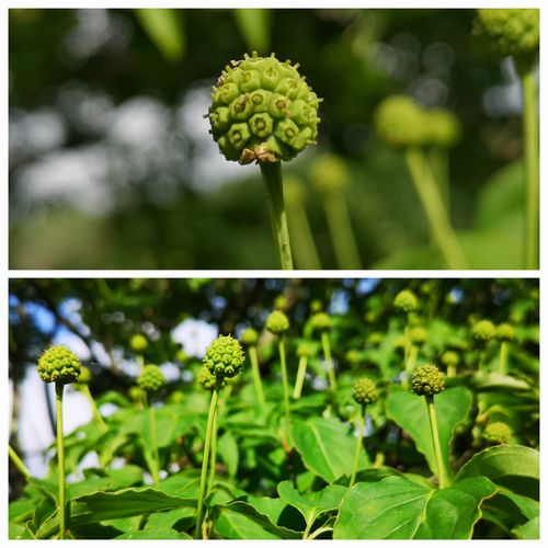 ���Υ�ޥܥ����μ¤�