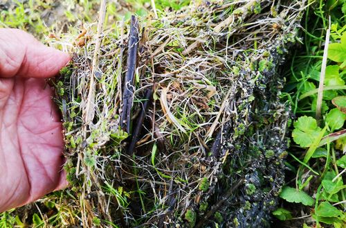 ÂçÎ̤Υ³¥Ê¥®¤Ç¤¹