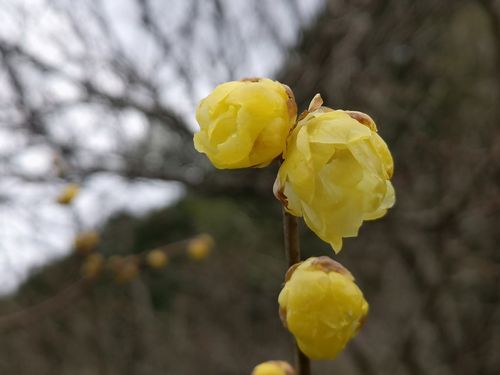 ²æ¤¬²È¤Î蠟Çß