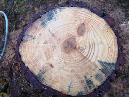 ¼ùÎð¤Ï£³£°Ç¯°Ê¾å¤Ç¤¹