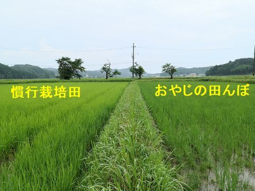 右のおやじの田んぼは
