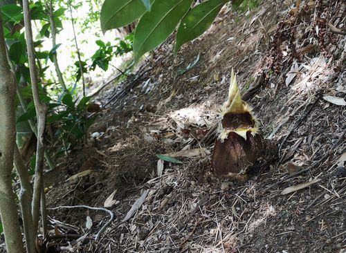 ¥¿¥±¥Î¥³¤ÎƬ¤¬¾¯¤·½Ð¤¿¾õÂ֤Ǥ·¤¿