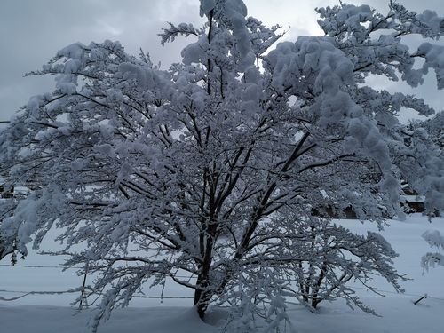 ¥ä¥Þ¥Ü¥¦¥·¤Ï¤Þ¤¿¤Þ¤¿Àã˹»Ò