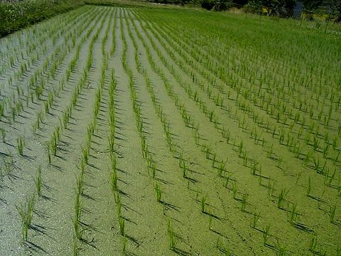 ��ǯ���Ĥ�ܡʣ���ǯ���������