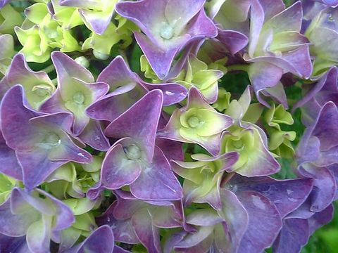 ���۲֤�����