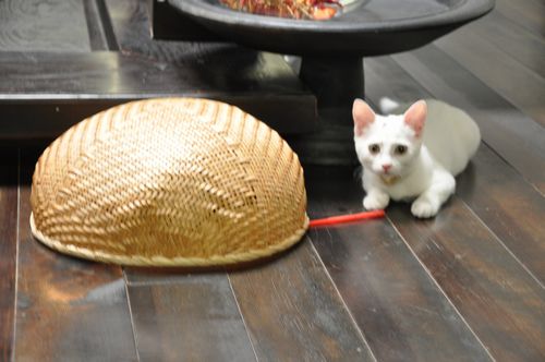 いました子猫のミーちゃん