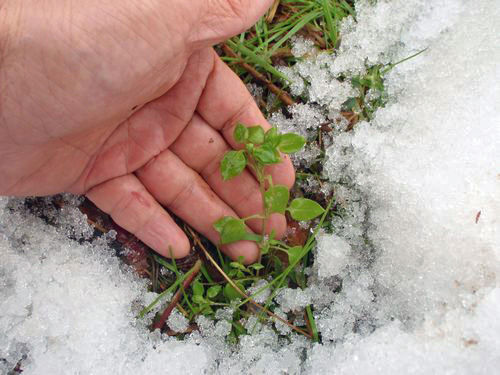 ����ΰ�ĤΥϥ��١ʤʤǤ����ʡˤǤ�