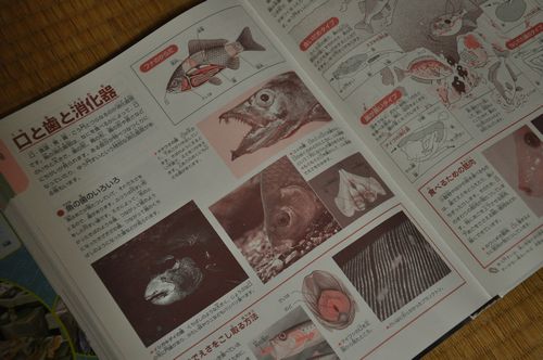 深海魚図鑑