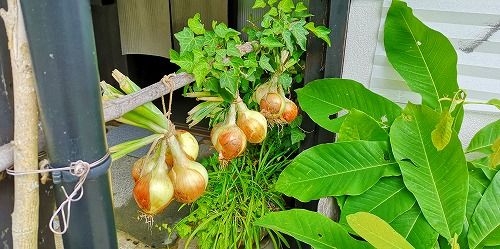 ¸¼´Ø²£¤Ë¤Ï¥¿¥Þ¥Í¥®¤¬´³¤·¤Æ¤¢¤ê¤Þ¤¹