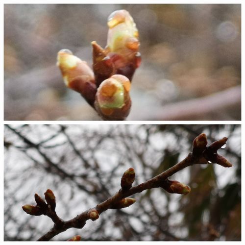 ���ź���鲤�������Ĥ��Ǥ��ޤ���