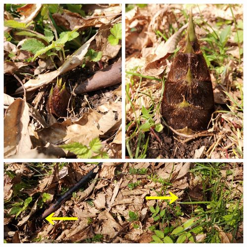 ����ȯ��