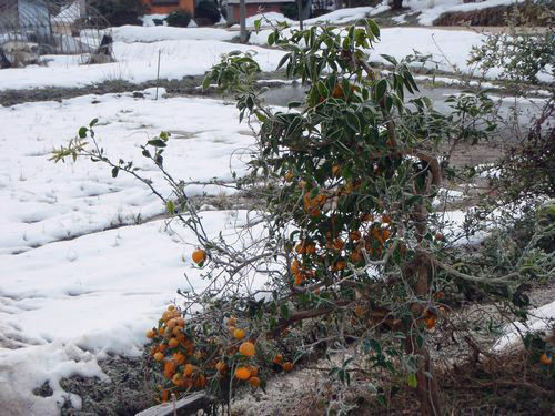 ���������դ򿩤٤��ȿͤϡּ��פǤ�