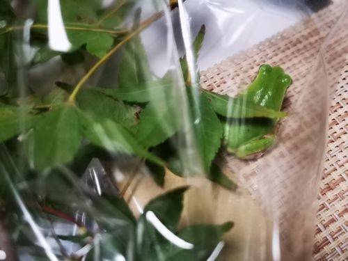 °ìÈդϲ椬²È¤Ç²á¤´¤·¤Æ