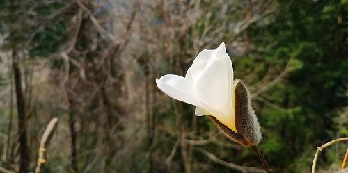 ¥¿¥à¥·¥Ð¤Î²Ö