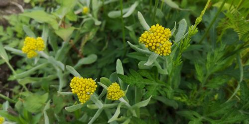 ¥Ï¥Ï¥³¥°¥µ¤¬²«¿§¤¤²Ö¤ò