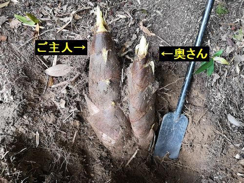 �ޤ�����ؤΤ褦��