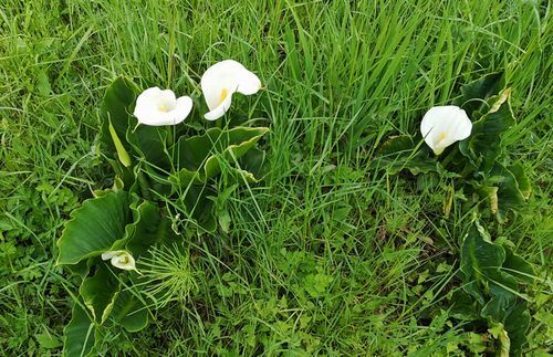 ¥«¥é¡¼¤âºé¤»Ï¤á¤Þ¤·¤¿