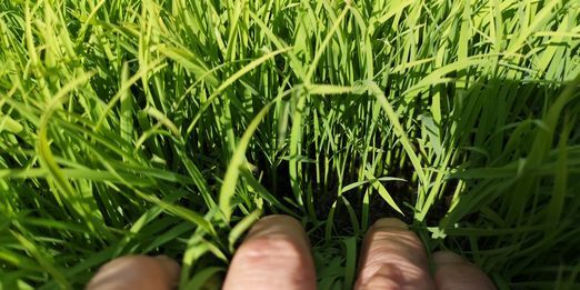 ÍÕ¿ô¤Ï£²ÍÕ´ü¤Ç¤¹