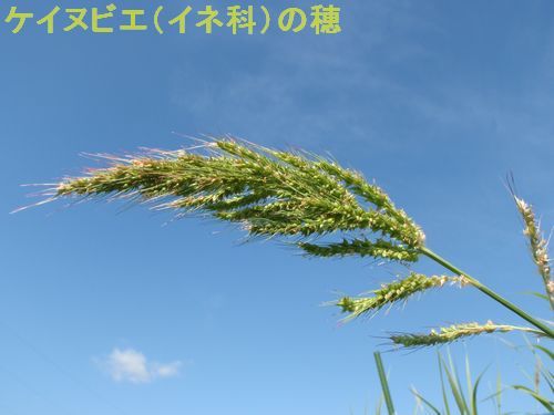 ?�������̥ӥ��ʥ��Ͳʡˤ���