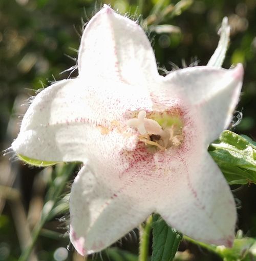 ¥Û¥¿¥ë¥Ö¥¯¥í¤Î±§Ãè