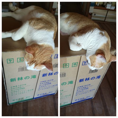 �ɤä����������ʡ���