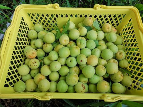 ����Kg�ۤɼ��Ϥ��ޤ���